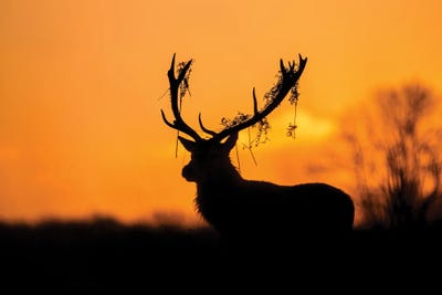 RED DEER STAG SUNSET LANDSCAPE WALL ART CANVAS PRINT PICTURE VARIETY OF SIZES